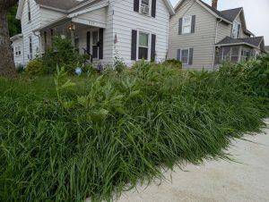 Tired of looking at your neighbor’s high grass? Call 419-238-1237 and turn them in. (Sam Shriver/CherryRoad Media)