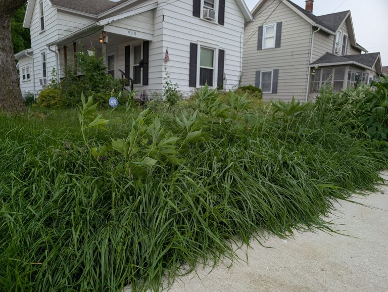 Tired of looking at your neighbor’s high grass? Call 419-238-1237 and turn them in. (Sam Shriver/CherryRoad Media)