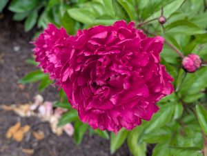 The Peony Festival began Friday in Van Wert. Here are some of the sights of the two-day event.