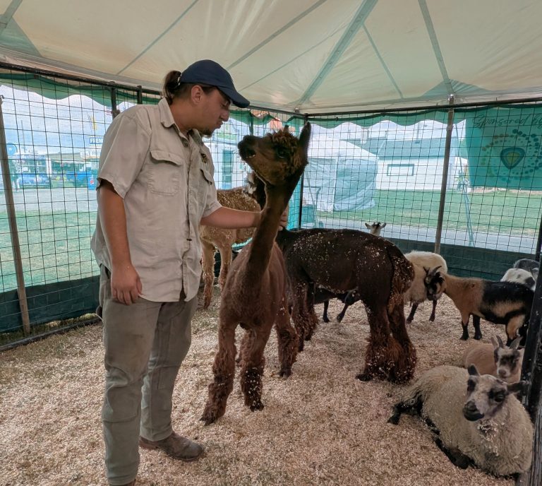 Zookeeper Ean Boecker shares a moment with a llama at the Jungle Island Petting Zoo at the Van Wert County Fair. (Sam Shriver/CherryRoad Media)